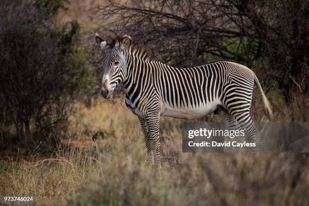 grevy's zebra - grevys zebra stock pictures, royalty-free photos & images