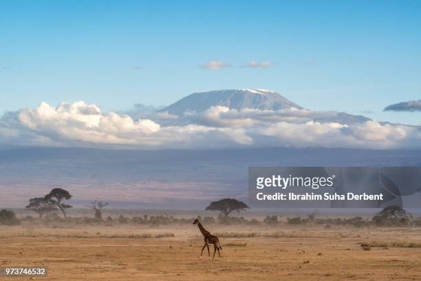 side view of a zebra in african plains - kilimanjaro stockfoto's en -beelden