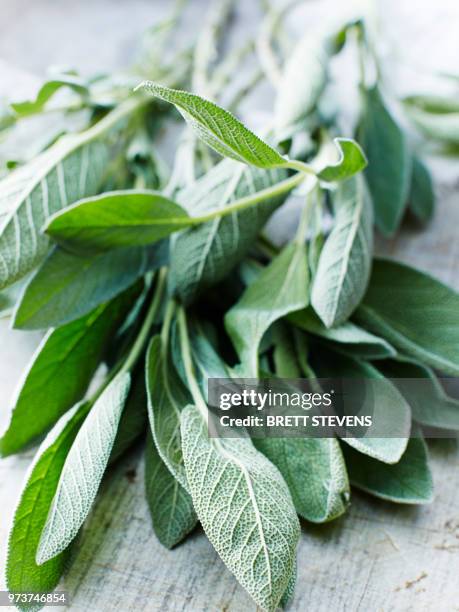 sage - sage stock pictures, royalty-free photos & images