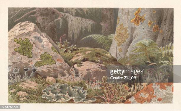 lichens, lithograph, published in 1897 - physcia stock illustrations