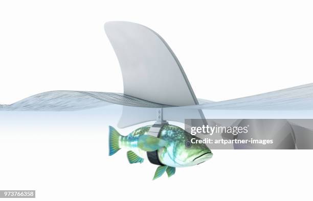 little fish dressed as a shark - erwischt stock-fotos und bilder