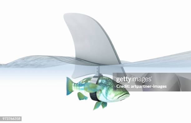 little fish dressed as a shark - lying photos et images de collection