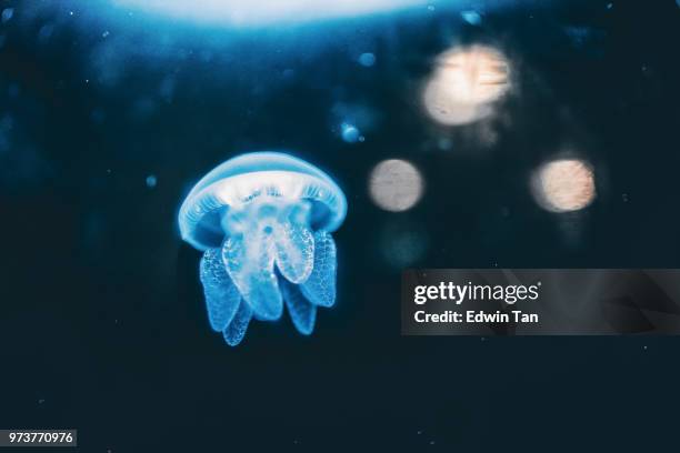 jelly fish in the water - phosphorescence stock pictures, royalty-free photos & images