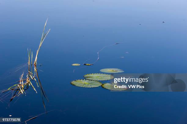 Chobe River, Chobe National Park, Botswana.