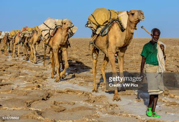 An Ethiopian man guides his camel train through the Danakil Depression in Northern Ethiopia.