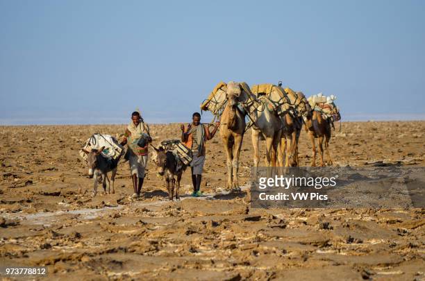 Ethiopian Men Guide Their Camel Train Through the Salt Flats of the Danakil Depression.