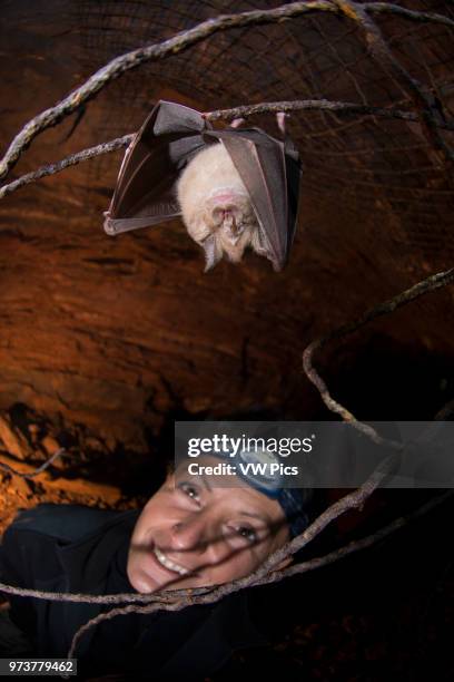 Bat, Rhinolophus ferrumequinum in a mine with woman, Val Graveglia, Liguria, Italy, MR.