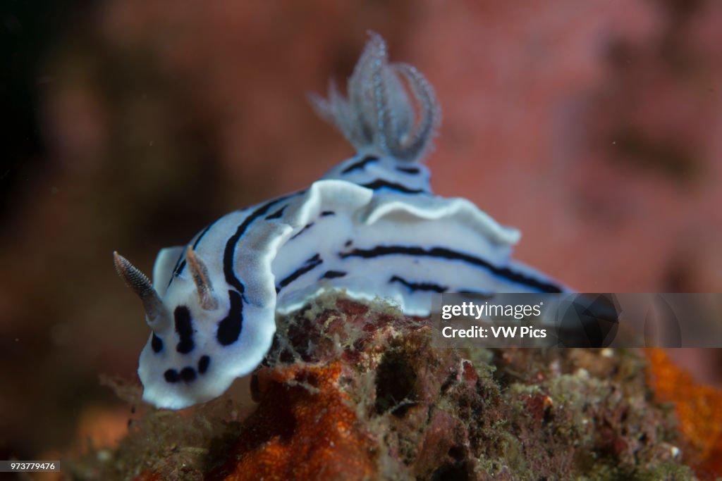 Nudibranch.