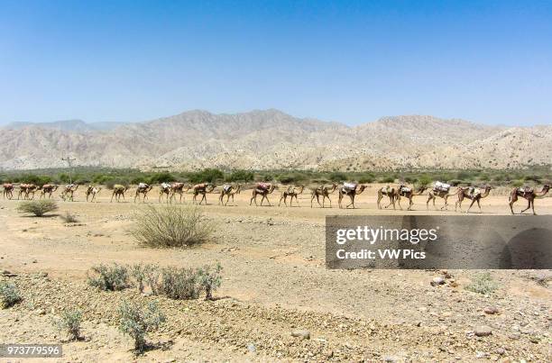 Camel Caravran crosses the hot desert of the Danakil Depression.