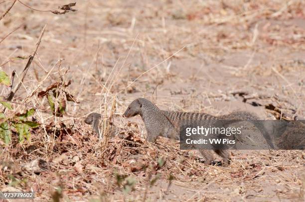Banded Mongoose , Chobe National Park, Botswana.