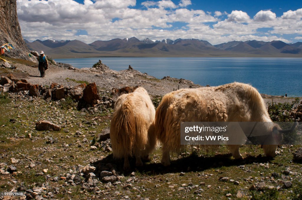 White yaks in Nam Tso Lake.