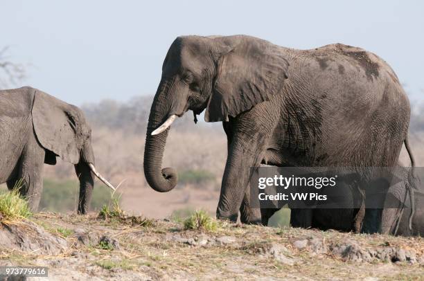 Elephants , Chobe National Park, Botswana.