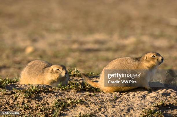 Prairie Dog, Badlands National Park, South Dakota, USA.