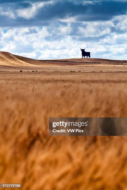 Osborne bull on a mature wheat field, long exposure shot, Castilleja del Campo, Seville, Spain. The Osborne bull is a 14-metre high...