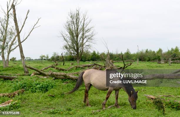 oostvaardersplassen. - oostvaardersplassen stockfoto's en -beelden