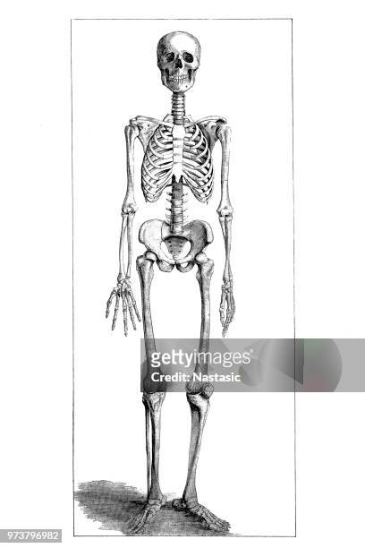 bildbanksillustrationer, clip art samt tecknat material och ikoner med människans skelett - full body isolated