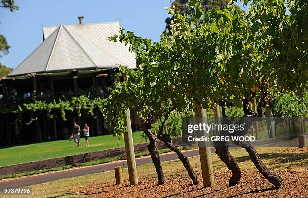 This photo taken on January 3, 2010 shows grape vines leading to the Vasse Felix Winery cellar door and restaurant complex , which is the oldest...