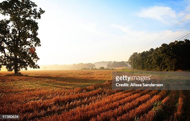 morning light on wheatfield - kentucky foto e immagini stock