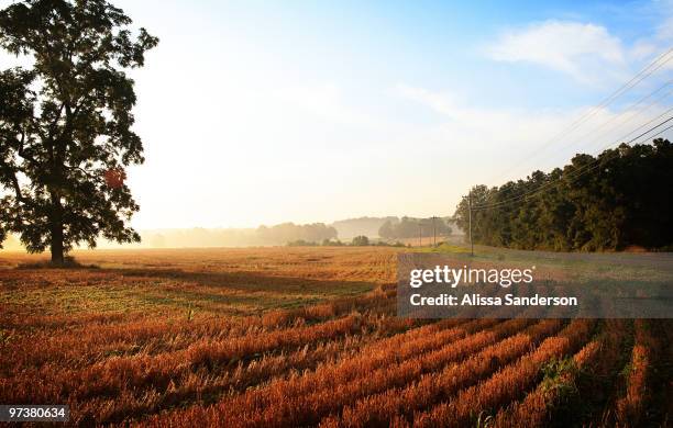 morning light on wheatfield - v kentucky stock pictures, royalty-free photos & images