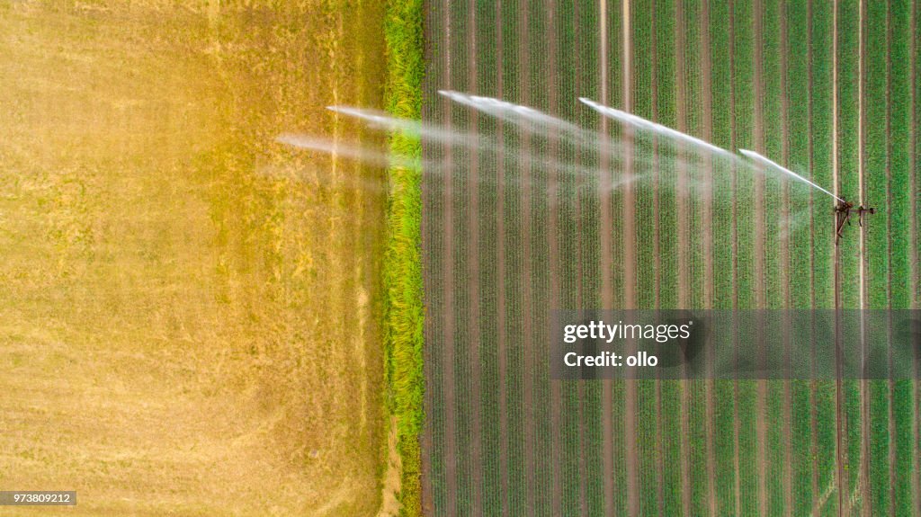 農業散水、麦畑