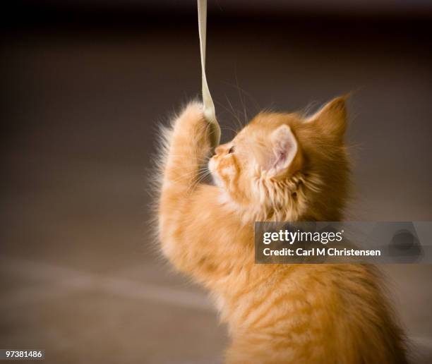Kitten String Photos and Premium High Res Pictures - Getty Images
