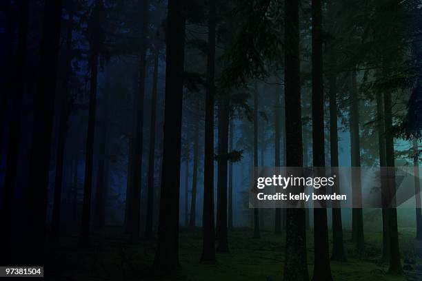 in the forest - dark forest fotografías e imágenes de stock