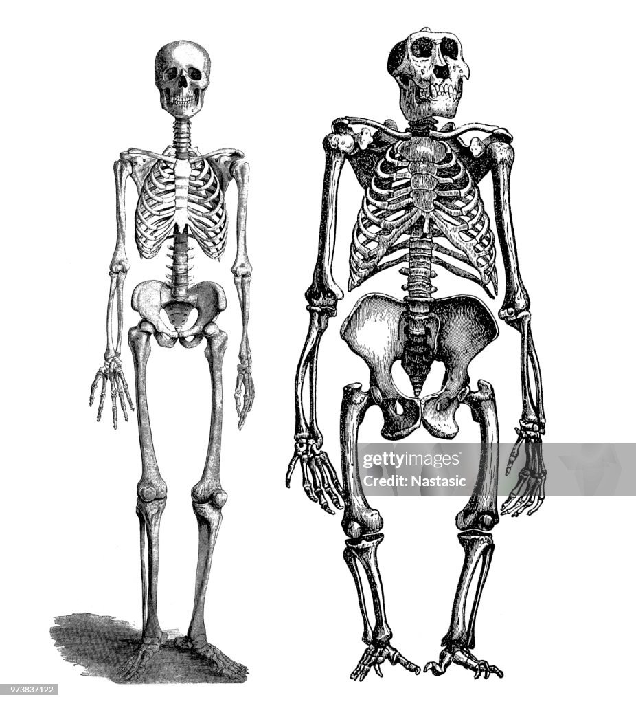 Comparison between human and gorilla skeleton