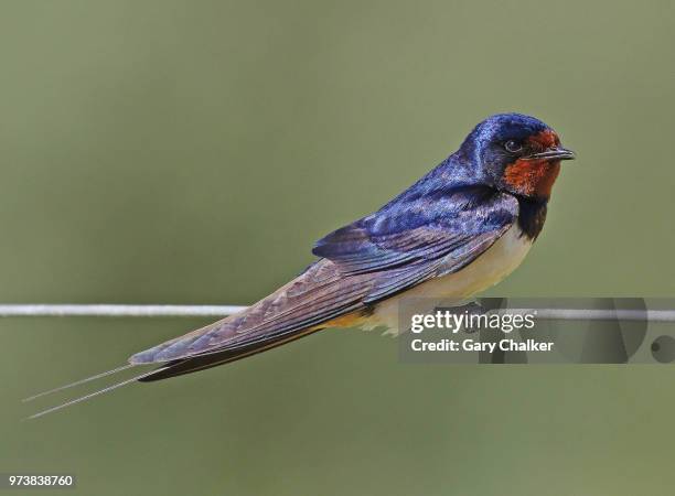 swallow [hirundo rustica] - zwaluw stockfoto's en -beelden