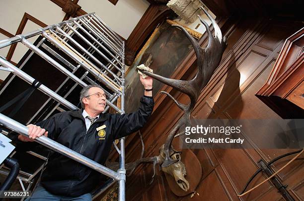 Longleat's house steward Steve Blyth cleans the 9ft wide prehistoric Giant Fallow Deer antlers that are displayed on the wall in Longleat House...