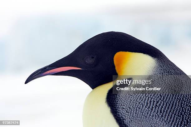 emperor penguin - snow hill island - fotografias e filmes do acervo