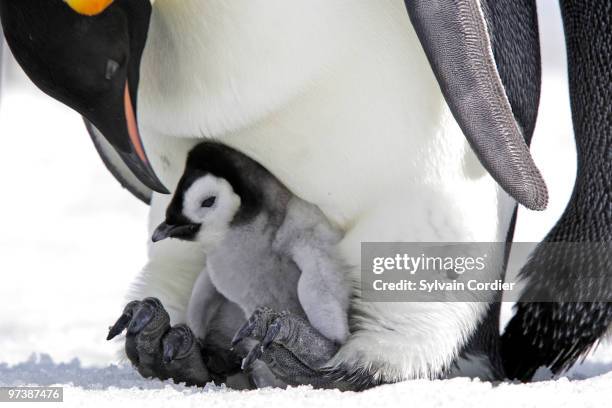 emperor penguin - antarktis tiere stock-fotos und bilder