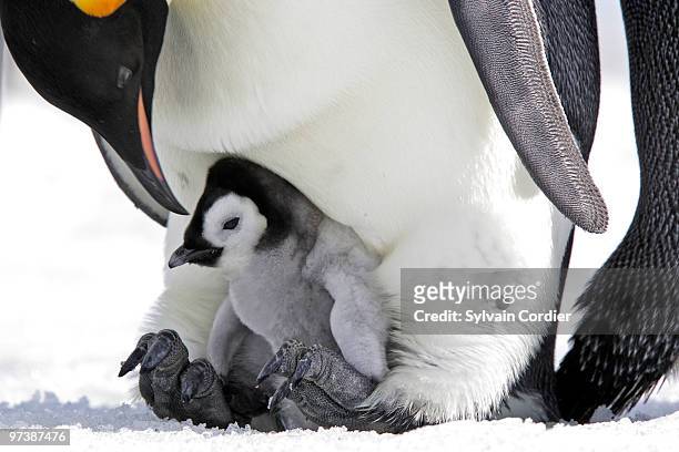 emperor penguin - 雛鳥 ストックフォトと画像
