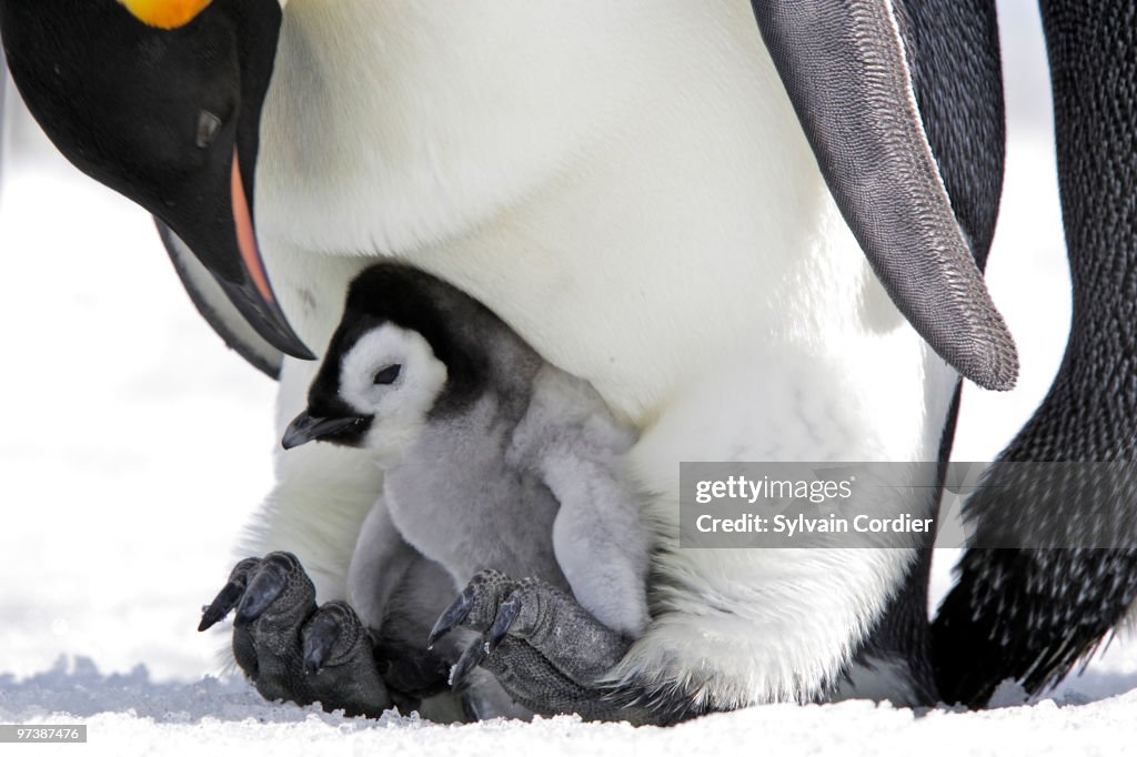  Emperor Penguin