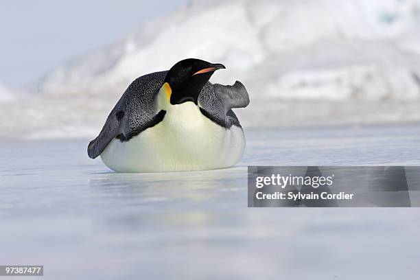 emperor penguin - snow hill island photos et images de collection