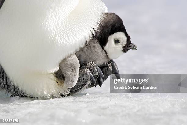 emperor penguin - snow hill island stock pictures, royalty-free photos & images