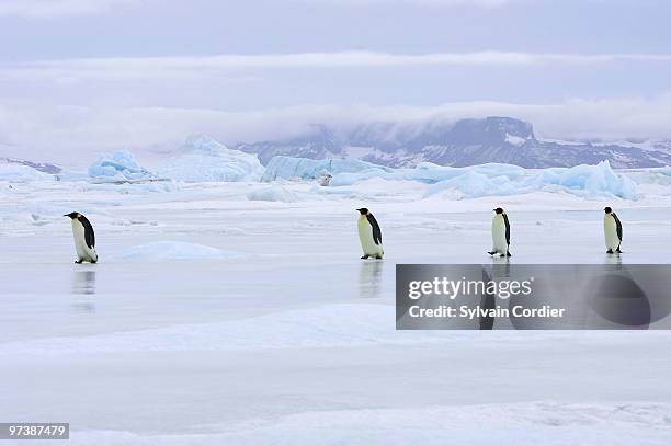 emperor penguin - snow hill island photos et images de collection