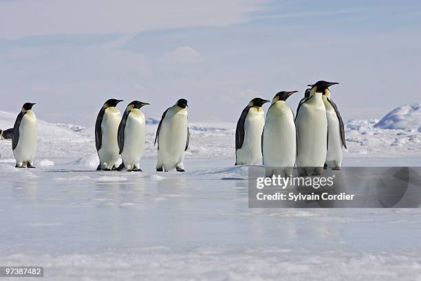 emperor penguin - snow hill island stock pictures, royalty-free photos & images