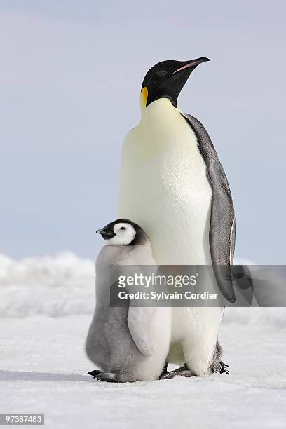 emperor penguin - snow hill island photos et images de collection