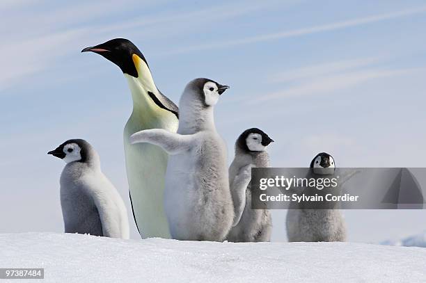 emperor penguin - snow hill island stock pictures, royalty-free photos & images
