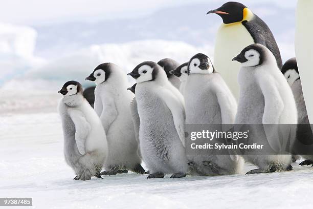 emperor penguin - snow hill island stock pictures, royalty-free photos & images