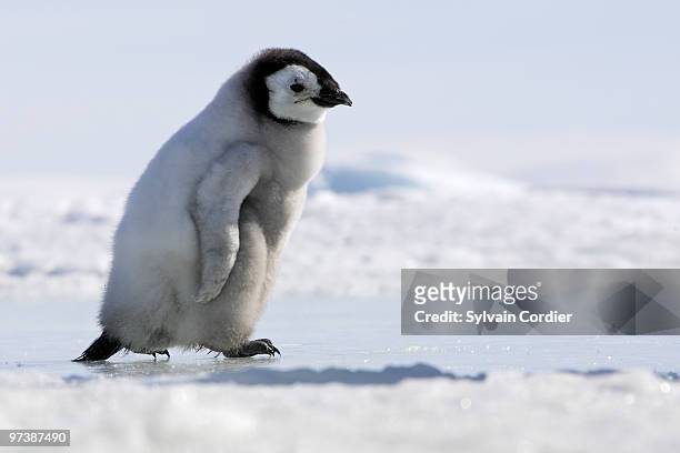 emperor penguin - snow hill island photos et images de collection