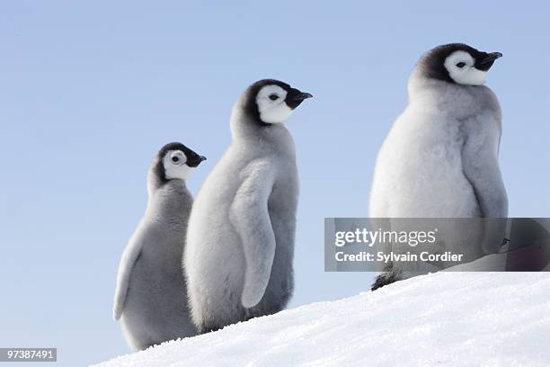 emperor penguin - snow hill island stock pictures, royalty-free photos & images