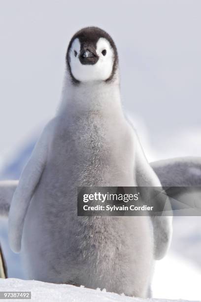 emperor penguin - snow hill island stock pictures, royalty-free photos & images