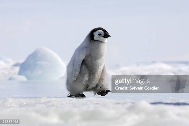 emperor penguin - snow hill island stock pictures, royalty-free photos & images