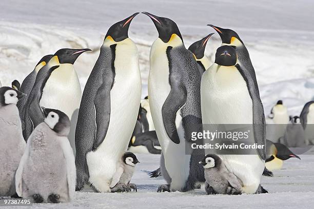 emperor penguin - snow hill island bildbanksfoton och bilder