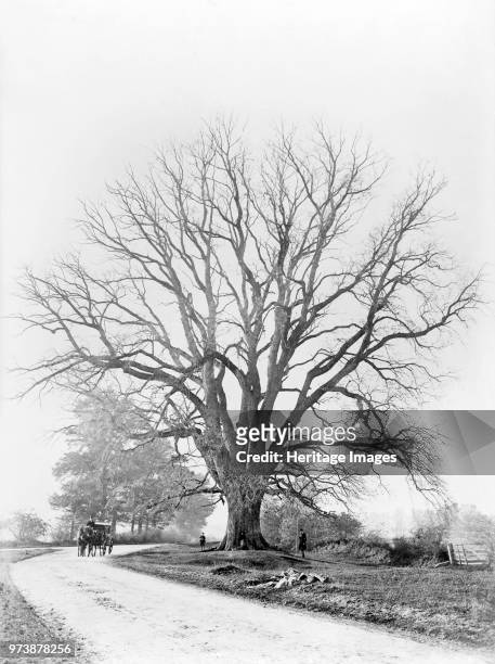 The Fyfield Elm, Fyfield, Oxfordshire, 1867. Looking towards the elm tree immortalised in Matthew Arnold's poem The Scholar-Gypsy, first published in...