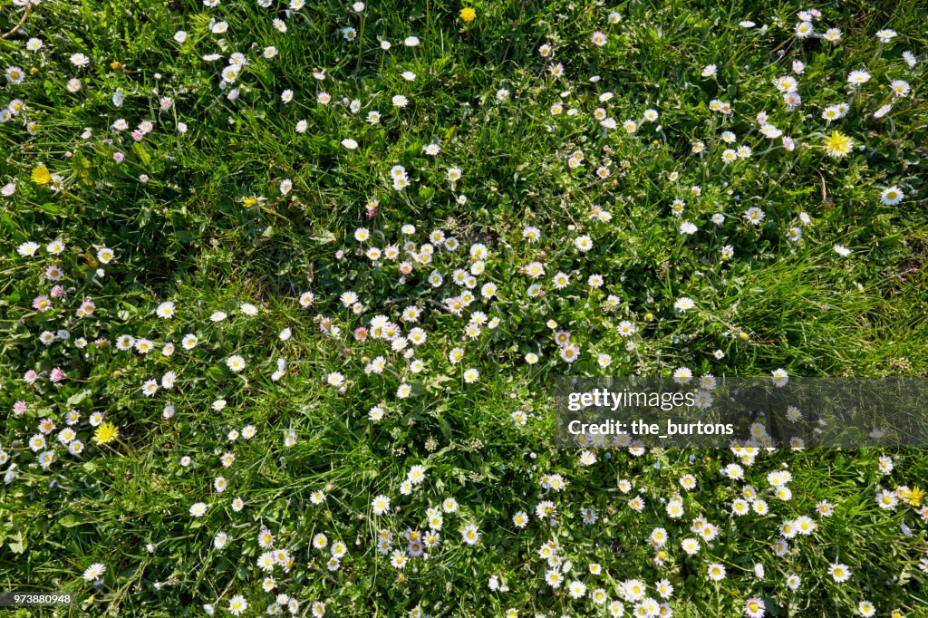 High angle view of a meadow with white daisy flowers