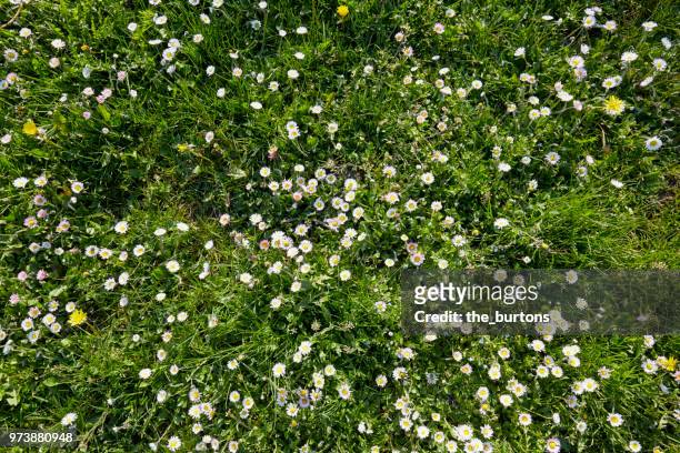 high angle view of a meadow with white daisy flowers - elevated view stock-fotos und bilder