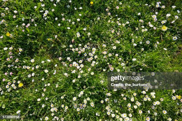 high angle view of a meadow with white daisy flowers - garden from above stockfoto's en -beelden