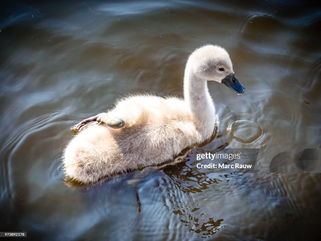 The (not so) ugly duckling - a cute baby swan with one leg resting on its back.